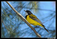 golden whistler 3149