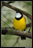 golden whistler 3975