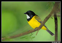 golden whistler 3977