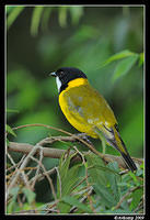 golden whistler 3978