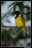 golden whistler 3979