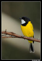 golden whistler 3980