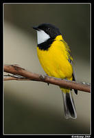 golden whistler 3981