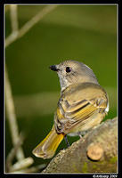 golden whistler 3982