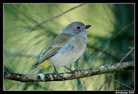 golden whistler 4389