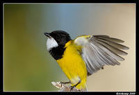 golden whistler 4391