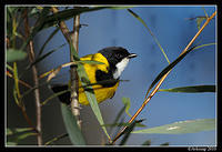 golden whistler 6357