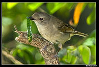 golden whistler female 105