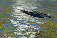 great cormorant 11829