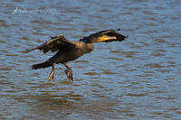 great cormorant 12341