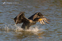 great cormorant 12345