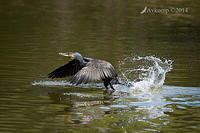 great cormorant 13067