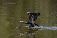 great cormorant 13073