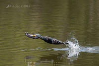 great cormorant 13074