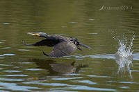 great cormorant 13076