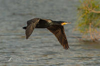 great cormorant 13203