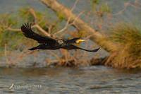 great cormorant 13204