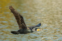 great cormorant 13843