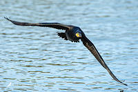 great cormorant 13919