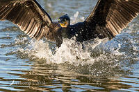 great cormorant 14339 closer