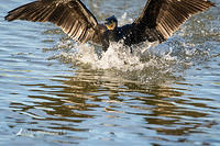 great cormorant 14339