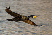 great cormorant 14357