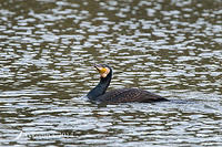 great cormorant 14385