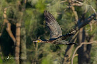 great cormorant 14755