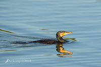 great cormorant 15120