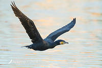 great cormorant 15121