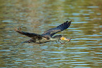 great cormorant 15552