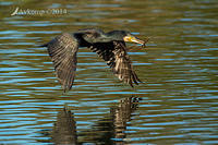 great cormorant 15553