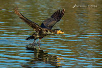 great cormorant 15556