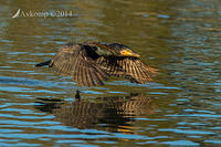 great cormorant 15557