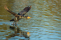 great cormorant 15558