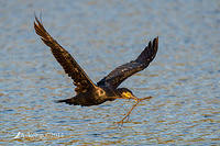 great cormorant 15982