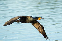 great cormorant 16197