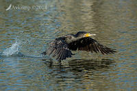 great cormorant 16367