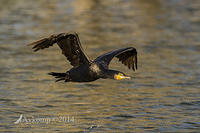 great cormorant 16376