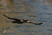 great cormorant 16377