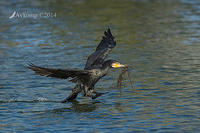 great cormorant 16452