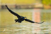 great cormorant 16865