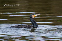 great cormorant 3000