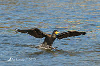 great cormorant 3832