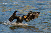 great cormorant 3833