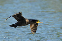 great cormorant 5470