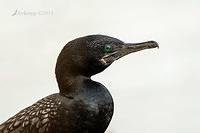 great cormorant 8844