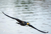 great cormorant14901