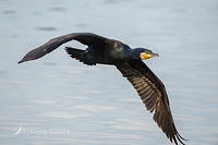 great cormorant14904