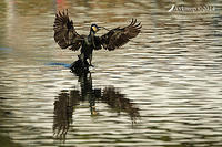 great cormorant14924